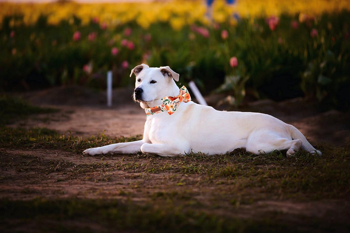 Floral Dog Collar with Bowtie – Adjustable, Comfortable, for Small, Medium & Large Dogs and Cats