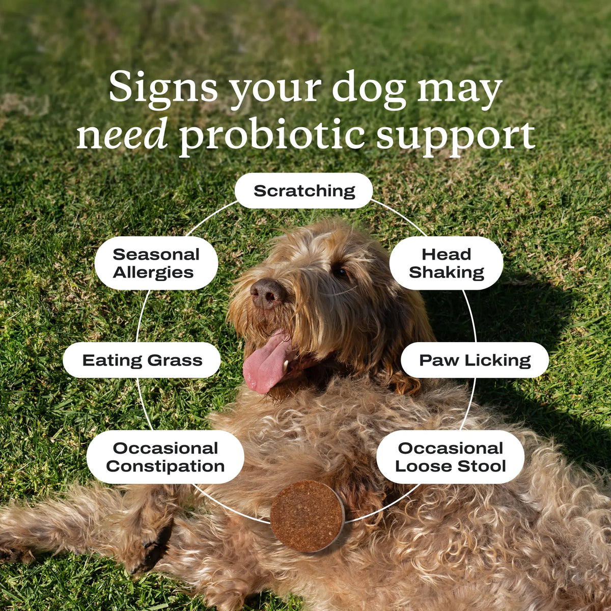 Petlab Co. Probiotics Soft Chews For Dogs 